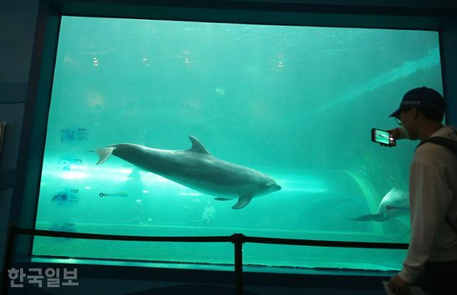 장생포 고래생태체험관에는 큰돌고래 네 마리가 살고 있다. 동물학대라는 비판에도 불구하고 눈앞에서 고래를 보는 경험은 여전히 경이롭다.
