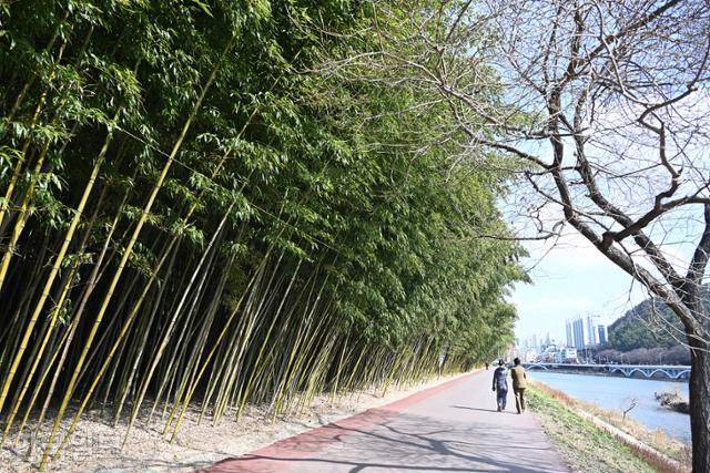 시민들이 태화강국가정원 대숲 산책로를 걷고 있다.