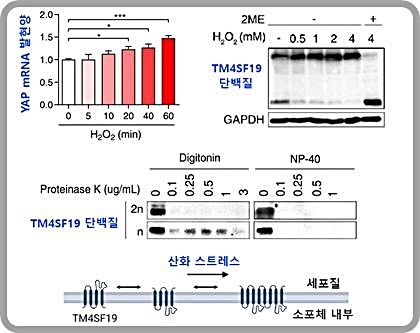 [대전=뉴시스] 구강암 세포에서 산화스트레스로 인한 YAP 발현 증가와 TM4SF19 단백질의 이합체 형성 연구도.(사진=KAIST 제공) *재판매 및 DB 금지