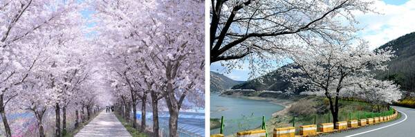 영천 가볼만한곳 추천 BEST 5 / 온라인 커뮤니티