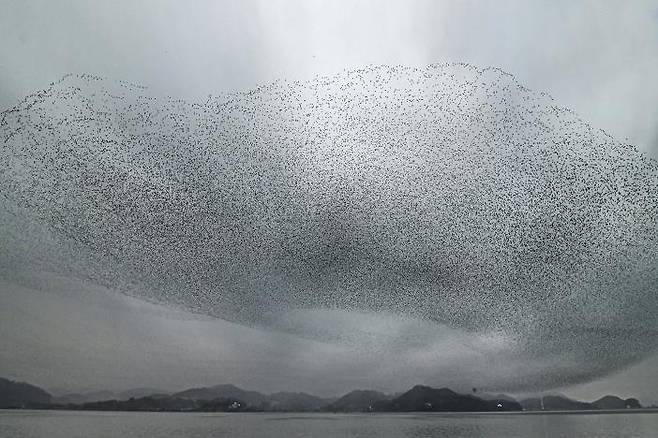 지난 15일 예당호 주변 하늘을 나는 가창오리떼 [작가 이상도씨 촬영. 예산군 제공. 재판매 및 DB 금지]