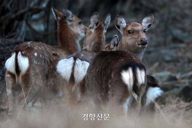 사슴 한 마리가 산으로 올라가던 중 뒤를 돌아보고 있다.