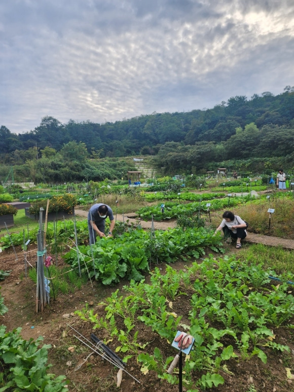 관악구 제공