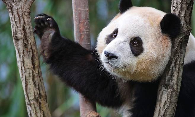 [Oh!컷] 한국을 떠나 중국으로 가는 판다 푸바오가 경기도 용인 에버랜드 판다월드에서 관람객들을 향해 작별 인사를 하듯 손을 들어 보이고 있다. 4월에 중국으로 떠나는 푸바오는 건강 관리와 검역 준비를 위해 3월 3일까지만 일반에 공개될 예정이다. / 오종찬 기자