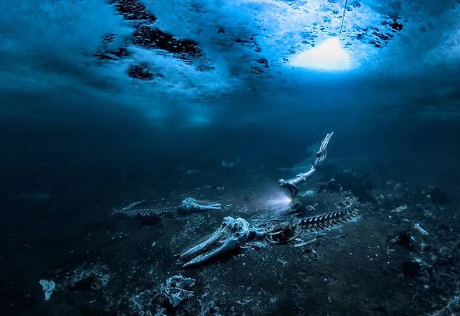 2024 올해의 수중세계 사진작가상을 받은 알렉스 도슨 작가의 '고래 뼈'. 사진=Alex Dawson/UPY2024
