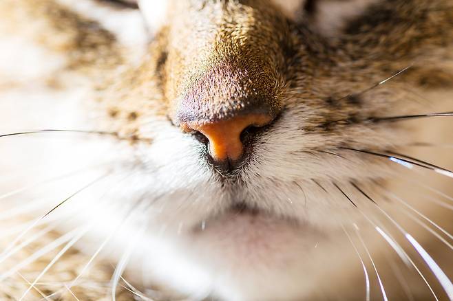 고양이가 자꾸 콧물을 흘린다면, 헤르페스나 칼리시 바이러스 감염증, 비염, 축농증을 의심해볼 수 있다./사진=클립아트코리아