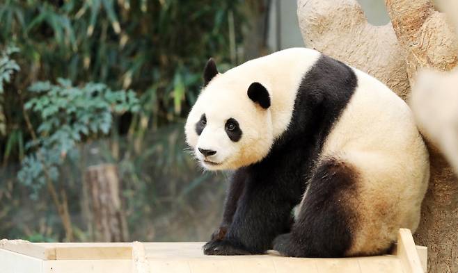 경기 용인시 에버랜드 판다월드에서 첫째 푸바오가 휴식을 취하고 있다. 사진 서성일 선임기자