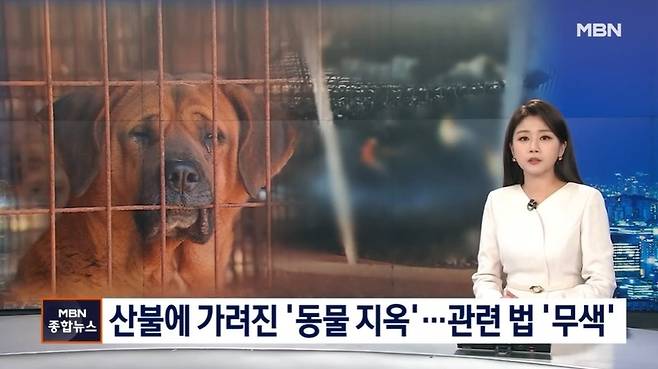 출처 : MBN 뉴스7 [탐사M] 산불로 철장 속 숯덩이 된 개농장 개들…허울뿐인 동물보호법 (22.04.01)