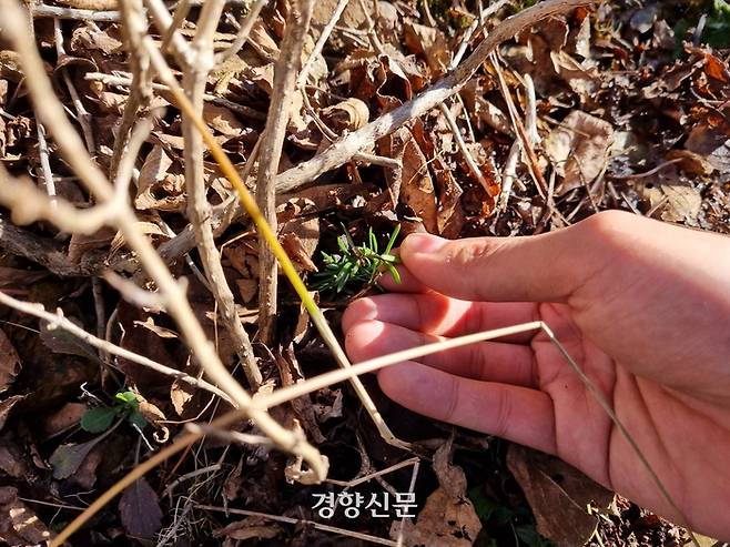 강원 함백산 1500ｍ 고지 인근 분비나무 옆에서 어린 분비나부. 3~4년 정도 자라도 키가 3~4㎝에 불과했다. 강한들 기자