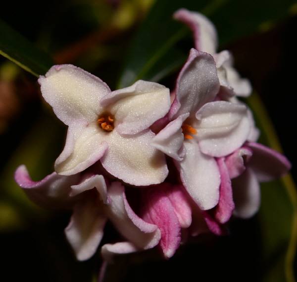 천리향은 향기가 좋은 꽃인지라 향수 원료로 사용하기도 합니다.