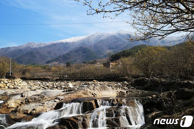 26일 오후 구례군 산동면 반곡계곡에 산수유꽃이 개화를 시작한 가운데 멀리 지리산 만복대에는 하얀눈이 내리면서 봄과 겨울을 동시에 볼 수 있는 이색적인 풍경을 연출했다(구례군 제공)2024.2.26/