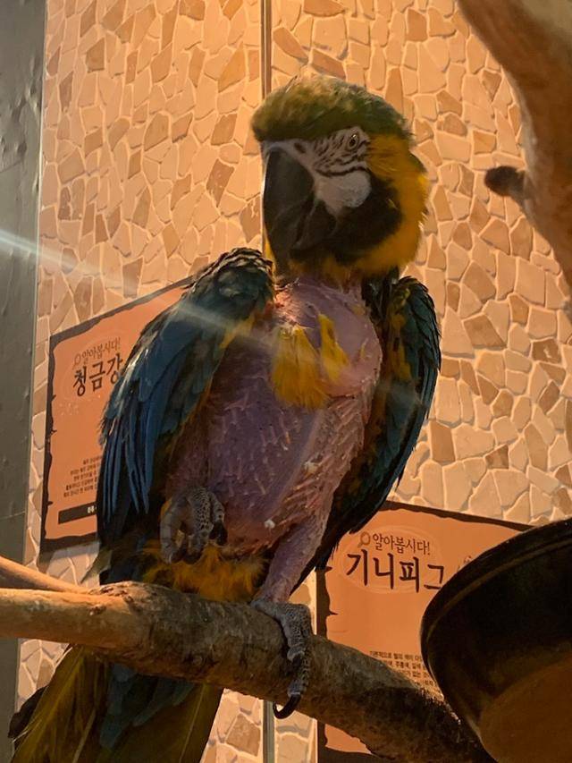 야생동물카페에서 전시 중인 청금강 앵무. 스트레스를 받아 반복적으로 가슴깃을 뽑는 행동으로 피부가 드러났다. 동물복지문제연구소 어웨어 제공