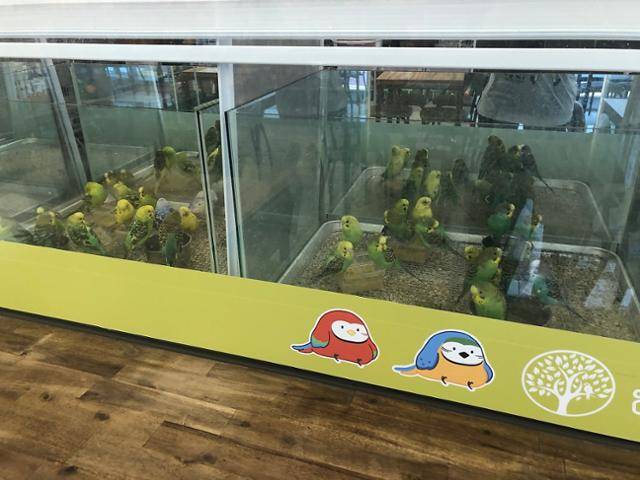 야생동물카페의 앵무새들은 좁은 아크릴 상자나 유리관 안에서 밀집 사육되는 경우가 대부분이다. 동물복지문제연구소 어웨어 제공