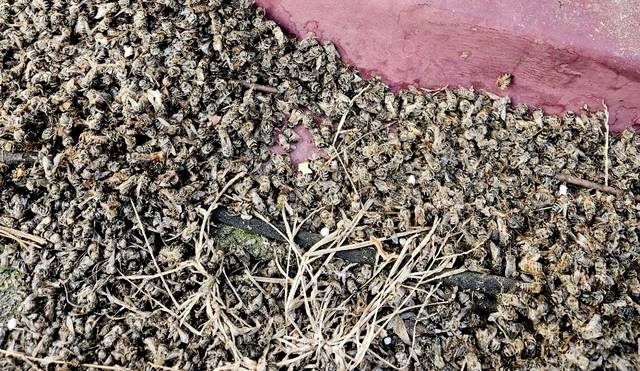 꿀벌 폐사 현상이 올해 더 심각하다는 의견이 현장에서 나오고 있다. 사진은 경기지역에서 최근 발생한 꿀벌 폐사 사례. 한국양봉협회