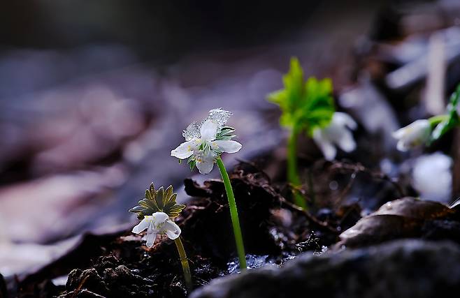 지리산 구룡계곡의 너도바람꽃 [지리산 전북사무소 제공. 재판매 및 DB 금지]