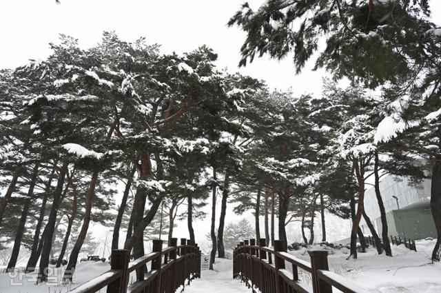 한국시집박물관과 여초서예관 사이 솔숲이 작품 같은 설경을 빚고 있다.