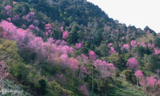 베트남 남부 럼동성의 랑비앙산. 사진 VN익스프레스 캡처=연합뉴스