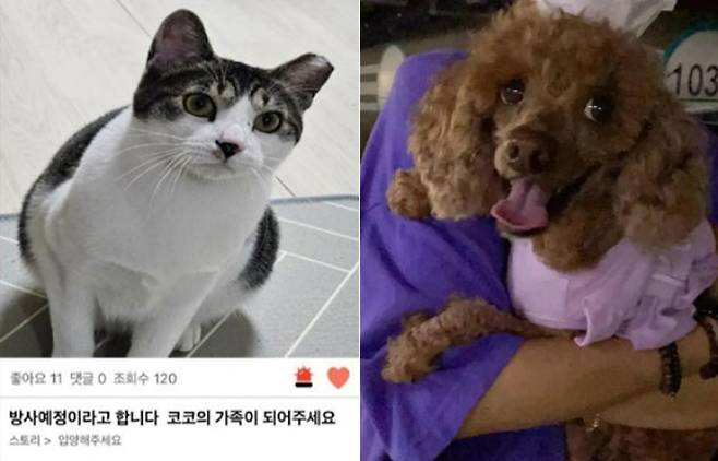 고양이 '코코'(왼쪽) '군산 푸들 연쇄살해범'(오른쪽). A씨·군산길고양이돌보미 제공