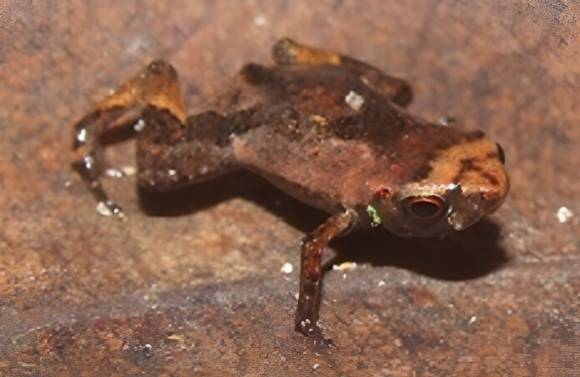 브라질 벼룩 두꺼비