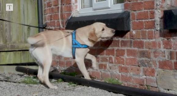 냄새로 성범죄자 잡는 경찰견 - 경찰 탐지견 브랜 / 사진=더타임스