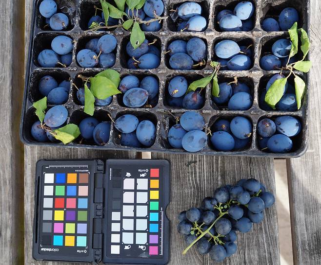 포도나 자두, 불루베리가 파란색을 띠는 것은 파란색 색소보다 표면에 있는 왁스층의 미세 구조가 파란색과 자외선 파장을 반사하기 때문이다./영 브리스톨대