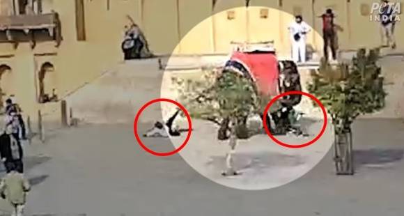 지난 13일(현지시간) 인도 자이푸르에 있는 아메르포트(요새)에서 코끼리 타기를 체험하던 한 러시아국적의 여성 관광객(오른쪽 동그라미)이 코끼리의 공격을 받아 부상을 입었다. 이 과정에서 근처에 있던 두 사람(왼쪽)도 경미한 부상을 입었다