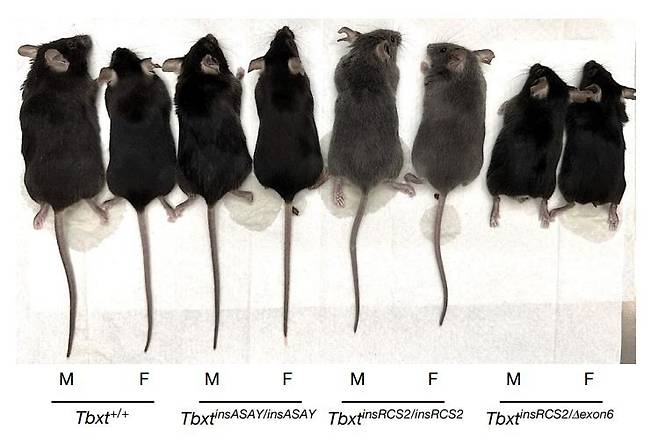Tbxt 유전자 변이로 인해 꼬리가 없어지거나 짧아진 생쥐들 [Nature/Itai Yanai et al. 제공. 재판매 및 DB 금지]