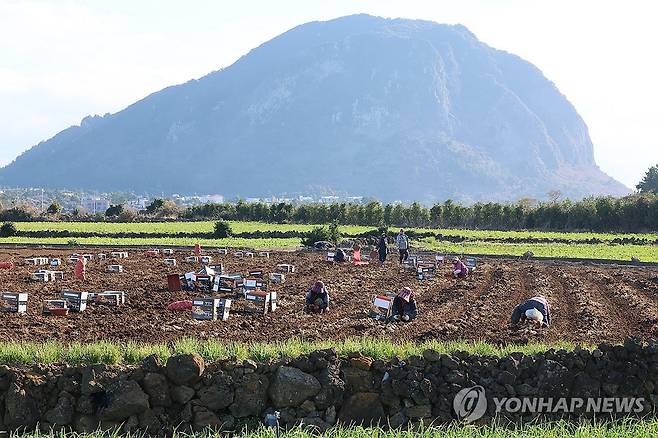 제주도 감자 캐는 농민 [연합뉴스 자료 사진]