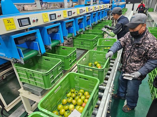당도선별기를 통과한 대저 짭짤이토마토들이 크기별로 분류돼 포장되고 있다