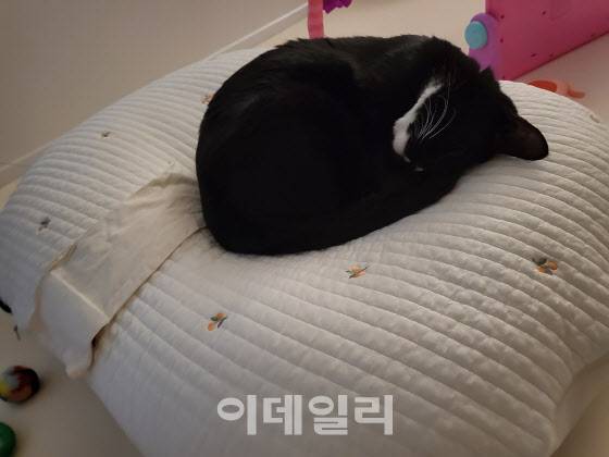 언젠가부터 우리집 고양이는 아이 용품인 역류방지쿠션, 수유의자 등을 자신의 잠자리로 삼고 있다. 그런데 이런 게 우리집만의 풍경은 아닌가 보다. 대부분 반려묘 가정에서 이런 모습이 나타난다고 한다. (사진=송승현 기자)