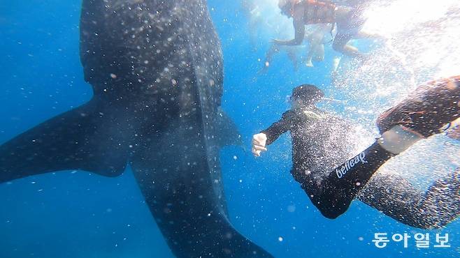 세부섬 오슬로브 해안 바닷속에서 지구상 가장 큰 어류인 고래상어를 만난다.