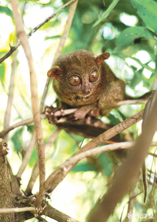 보홀섬 명물 타시어 안경원숭이. 세상에서 가장 작은 원숭이다.