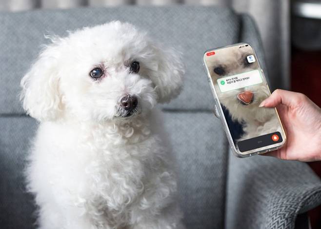 이수린 기자의 반려견 뽀뇨. 과학동아 제공