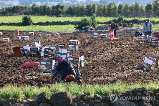 제주 서귀포시 대정읍 인성리의 한 밭에서 농민들이 감자를 수확하는 모습. 사진 연합뉴스