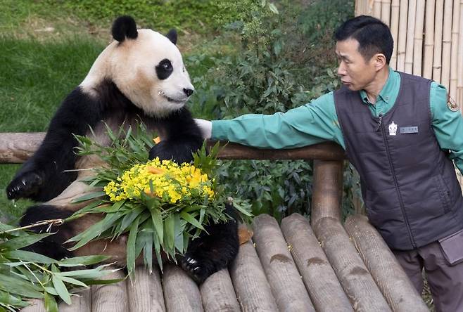사육사들의 정성을 듬뿍 담아 준비한 하트 모양 워토우(영양빵) 케이크를 선물 받은 푸바오. 에버랜드 제공