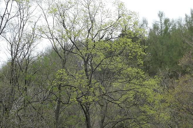 4월 중순 고로쇠나무 새순 돋는 모습. 허태임
