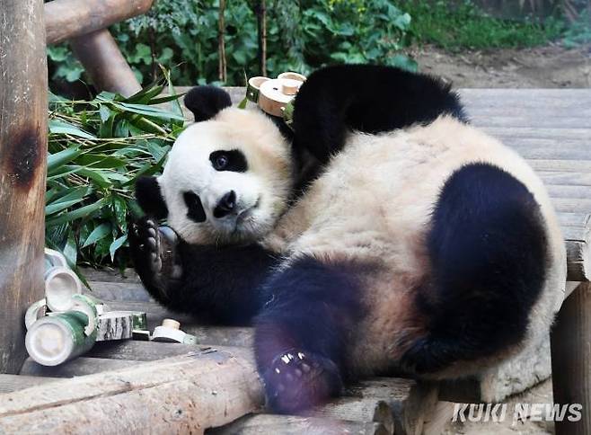 3일 오전 경기 용인시 에버랜드 판다월드에서 다음 달 중국으로 돌아가는 자이언트 판다 '푸바오'의 마지막 모습이 공개되고 있다.