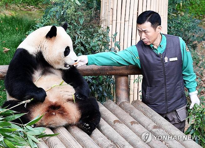 '영원한 아가 판다' 푸바오 (용인=연합뉴스) 푸바오가 일반 관람객들을 만나는 마지막 날인 3일 오전 용인 에버랜드 판다월드 실내 방사장에서 강철원 사육사가 푸바오에게 당근을 먹이고 있다. 2024.3.3 [사진공동취재단] photo@yna.co.kr