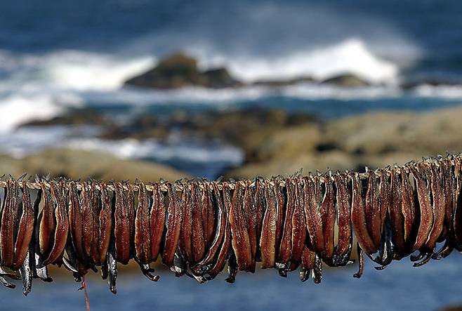 포항의 별미 과메기. 사진 최갑수