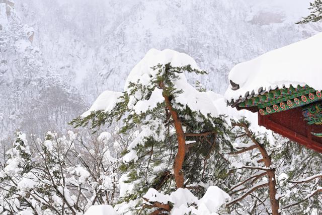폭설이 내린 강원도 설악산 곳곳에 눈이 잔뜩 쌓여 형체가 거의 보이지 않는 소나무들이 눈의 무게를 꿋꿋하게 견디며 묵묵히 자리를 지키고 있다.