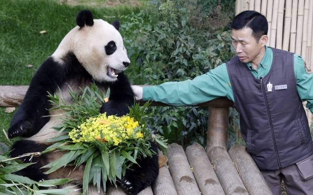 푸바오가 일반 관람객들을 만나는 마지막 날인 3일 경기 용인시 에버랜드 판다월드에서 강철원 사육사에게 유채꽃 선물을 받고 있다. 사진공동취재단