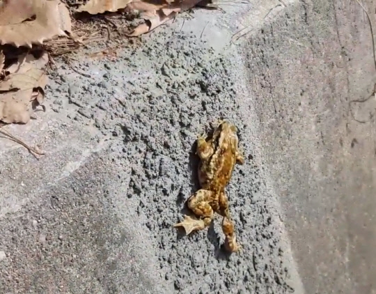 겨울잠에서 깬 두꺼비가 용수로에 설치된 개구리 사다리를 오르고 있다.사진=예산군 제공