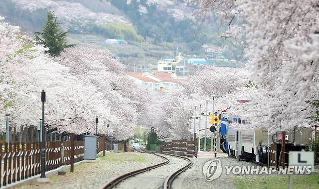 진해 벚꽃 명소 경화역 [연합뉴스 자료사진]