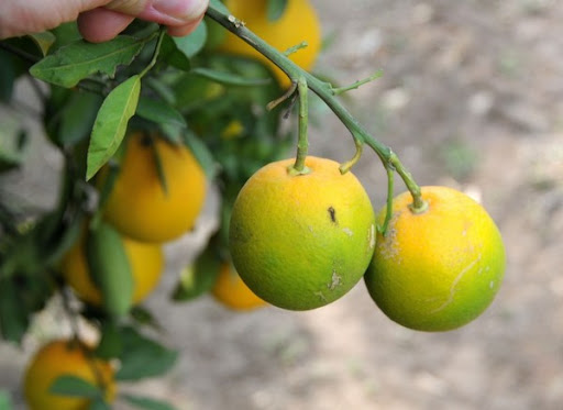 19세기 말 중국에서 처음 발견된 감귤녹화병은 남중국과 동남아시아의 풍토병으로 자리잡았다. 2005년 미국 플로리다에 상륙해 2012년 캘리포니아까지 퍼지며 사실상 단일 작물로 재배하는 오렌지 농업이 큰 타격을 입었다. 감귤녹화병에 걸린 귤의 모습이다. 위키피디아 제공