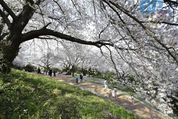 출처: 전라남도 (전라남도 3월 숲길 여행)