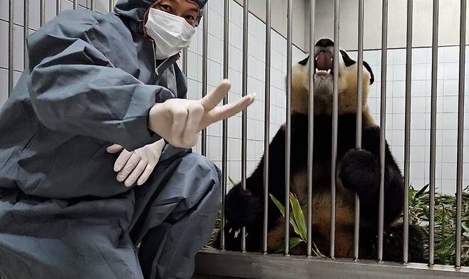 ‘송바오’ 송영관 사육사가 4월 초 중국 출국을 앞두고 검역 절차에 들어간 푸바오의 내실 생활을 5일 공개했다. 네이버 카페 갈무리