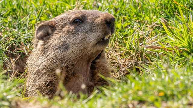 북미 지역에서 봄을 알리는 땅다람쥐(Groundhog)