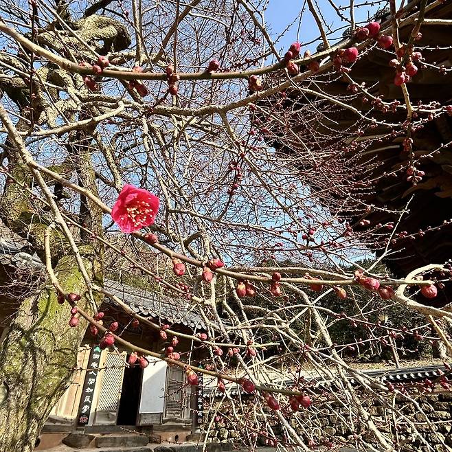 수줍은 꽃망울을 터뜨린 화엄매 / 사진 : 화엄사홍보기획위원회 제공