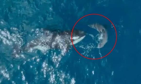 60세의 암컷 범고래 소피가 백상아리를 사냥하는 모습