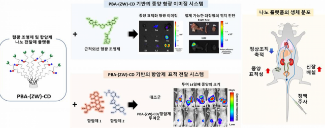 신장으로 배설되는 초소형 나노 약물 전달 시스템 설계 전략을 담은 항암제의 암 조직 표적성 향상 연구.